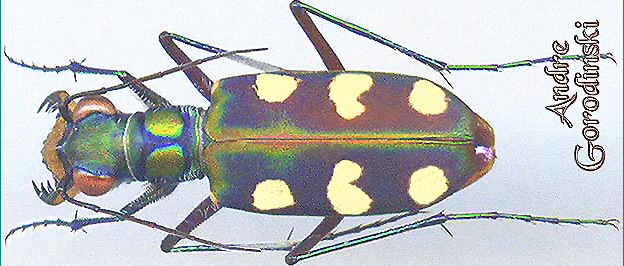 http://www.gorodinski.ru/cicindela/Cosmodela setosomalaris.jpg